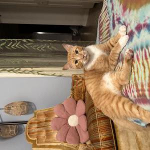 Image of Mango, Lost Cat