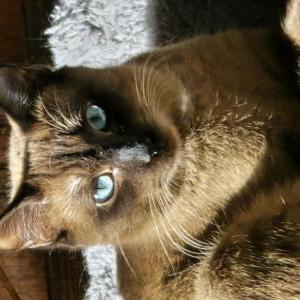 Image of MILO, Lost Cat