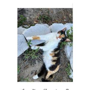 Image of Lili, Lost Cat