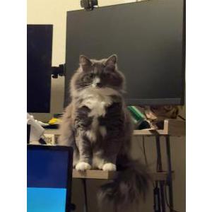 Image of Karma, Lost Cat