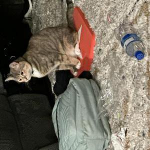 Image of Luna, Lost Cat