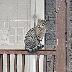 Image of Doug, Lost Cat