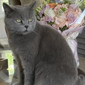 Image of kalia, Lost Cat