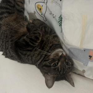Lost 2 Teacake (Ohio)