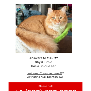 Image of Marmalade, Lost Cat