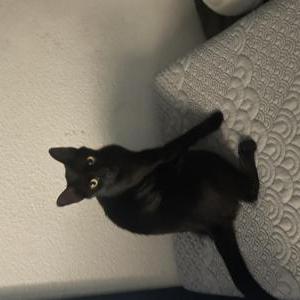 Image of Obsidian, Lost Cat