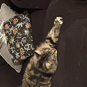 Image of Taz, Lost Cat