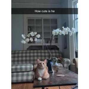 Image of Bobo, Lost Cat