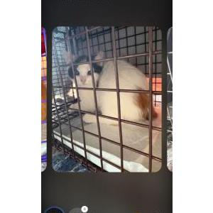 Image of None, Lost Cat