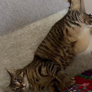 2nd Image of Lorraine, Lost Cat