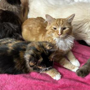 Image of Peach, Lost Cat