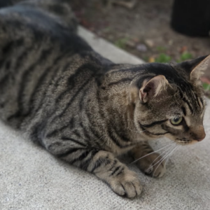 2nd Image of Rusty, Lost Cat