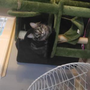 Image of Sonic, Lost Cat