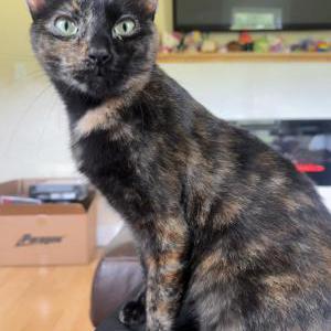 Image of Alley, Lost Cat