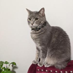 Image of unknown, Lost Cat