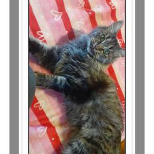 Image of Bubba, Lost Cat