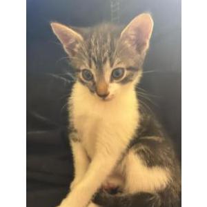 Image of leo, Lost Cat