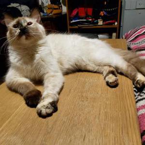 Image of Ipsy, Lost Cat