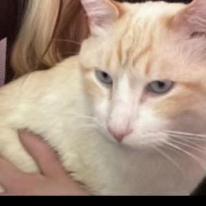 Image of Mr. Man, Lost Cat