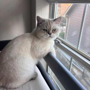 Image of Snow, Lost Cat