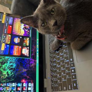 Image of Rosie, Lost Cat