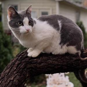 Image of BB, Lost Cat
