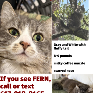 Image of Fern, Lost Cat
