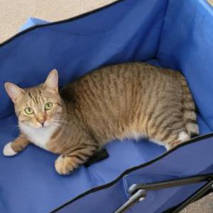 Image of Frankie, Lost Cat