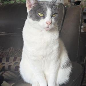 Image of Yuka, Lost Cat