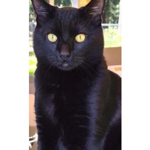 Lost Cat Leo