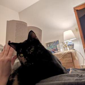 Lost Cat Brisket
