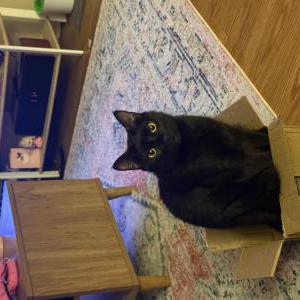 Image of cora, Lost Cat