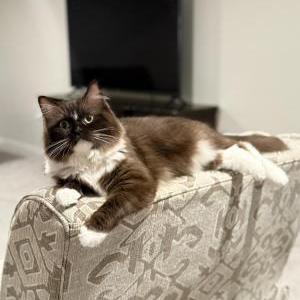 Image of Momo, Lost Cat