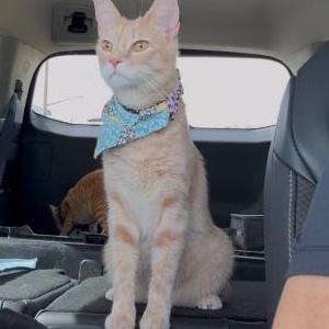 Lost 2 Nala (New Jersey)