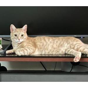 2nd Image of Nala, Lost Cat
