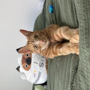 Image of Mango, Lost Cat