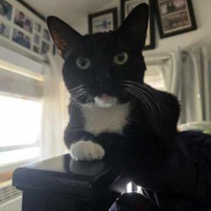 Image of Lombardo, Lost Cat