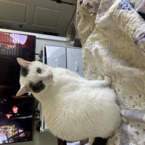 Image of Artie, Lost Cat
