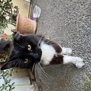 Image of Unknown, Found Cat