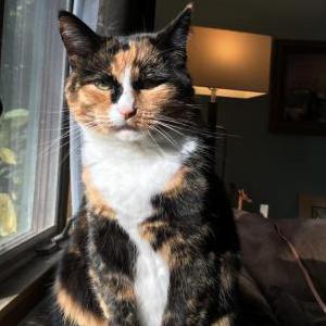 Image of Honeybun, Lost Cat
