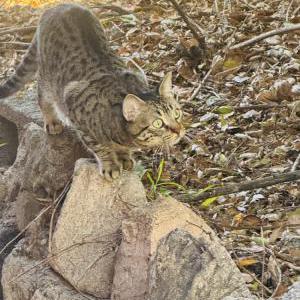 Image of Mateo Walden, Lost Cat