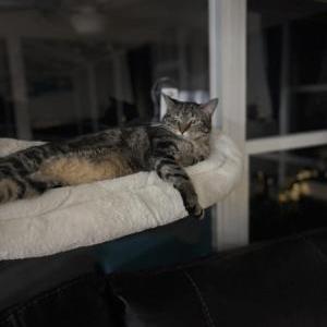 Image of Duchess, Lost Cat
