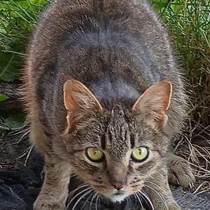 Image of Yoshi, Lost Cat