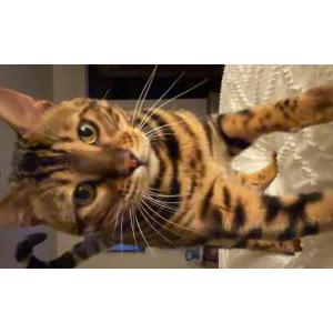 Image of Landon, Lost Cat