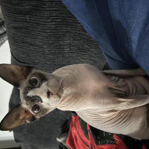 Image of Archie, Lost Cat