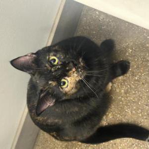 Image of Brisket, Lost Cat