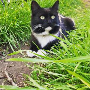 Image of Mango, Lost Cat