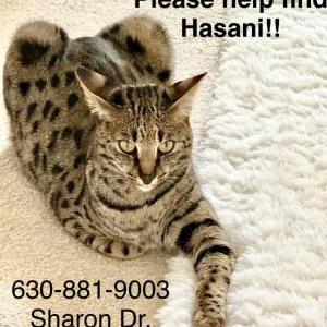 Image of Hasani, Lost Cat