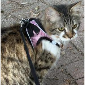 Lost 2 Loni or Lonnie (CA)