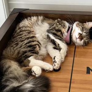 2nd Image of Loni or Lonnie, Lost Cat